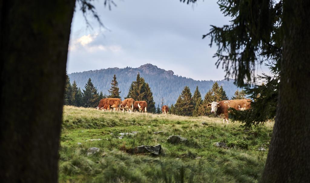 Komfort-&Wellnesspension Rehwinkel Bodenmais Zewnętrze zdjęcie